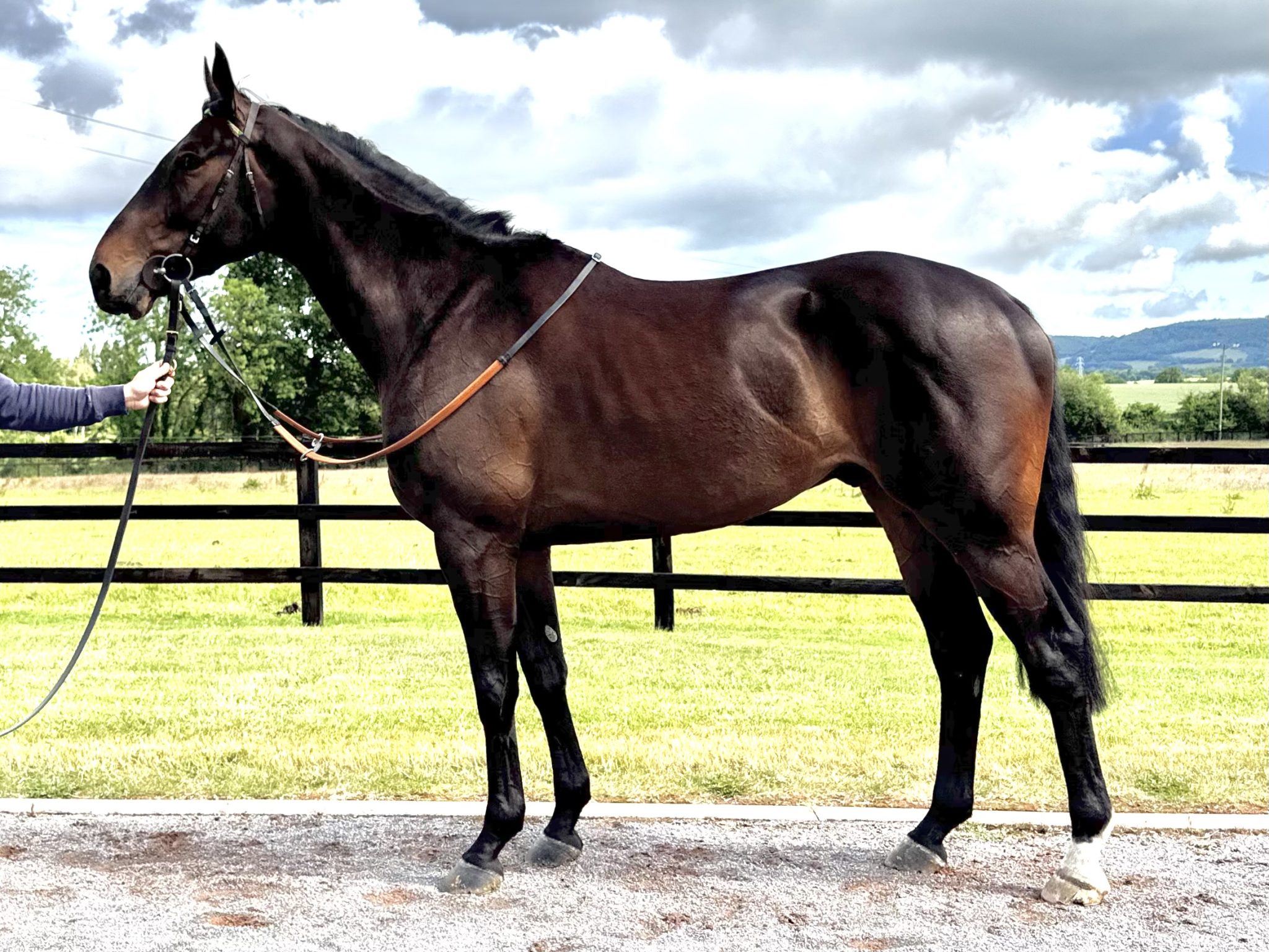 Inishbofin - UK Thoroughbred Racehorse For Sale