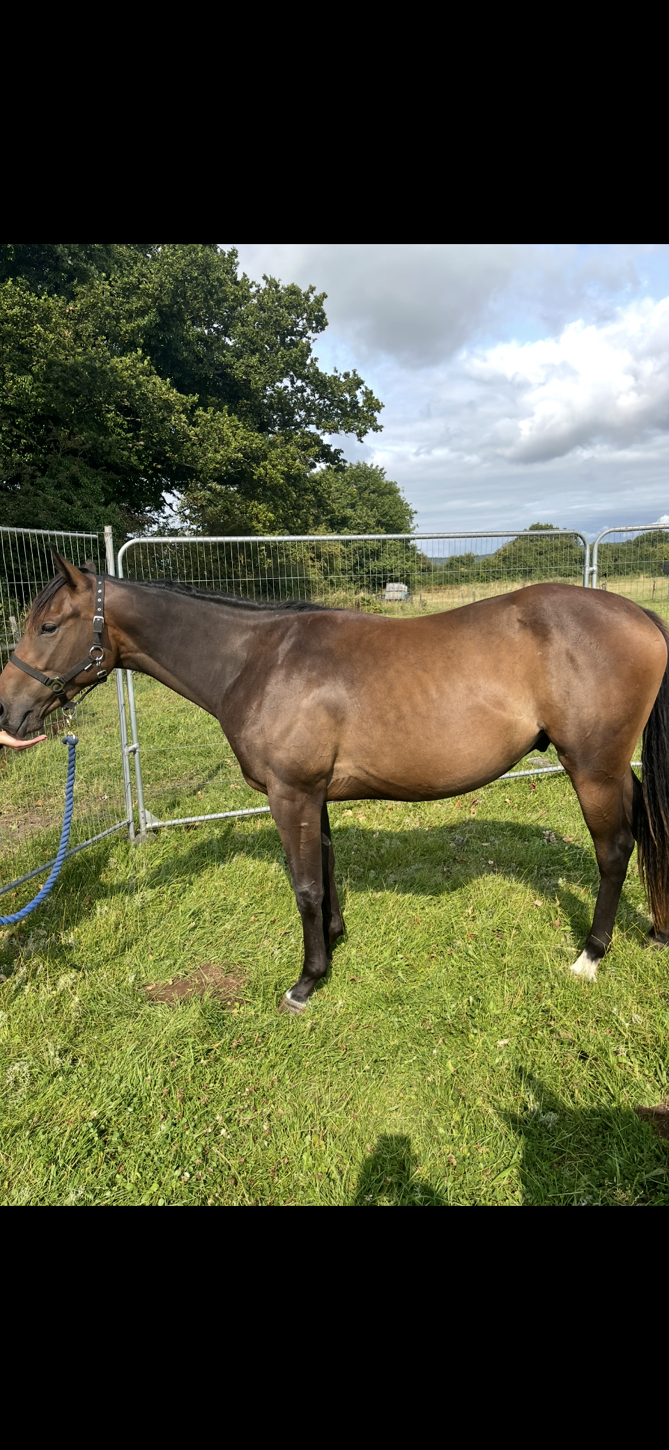 un named - UK Thoroughbred Racehorse For Sale